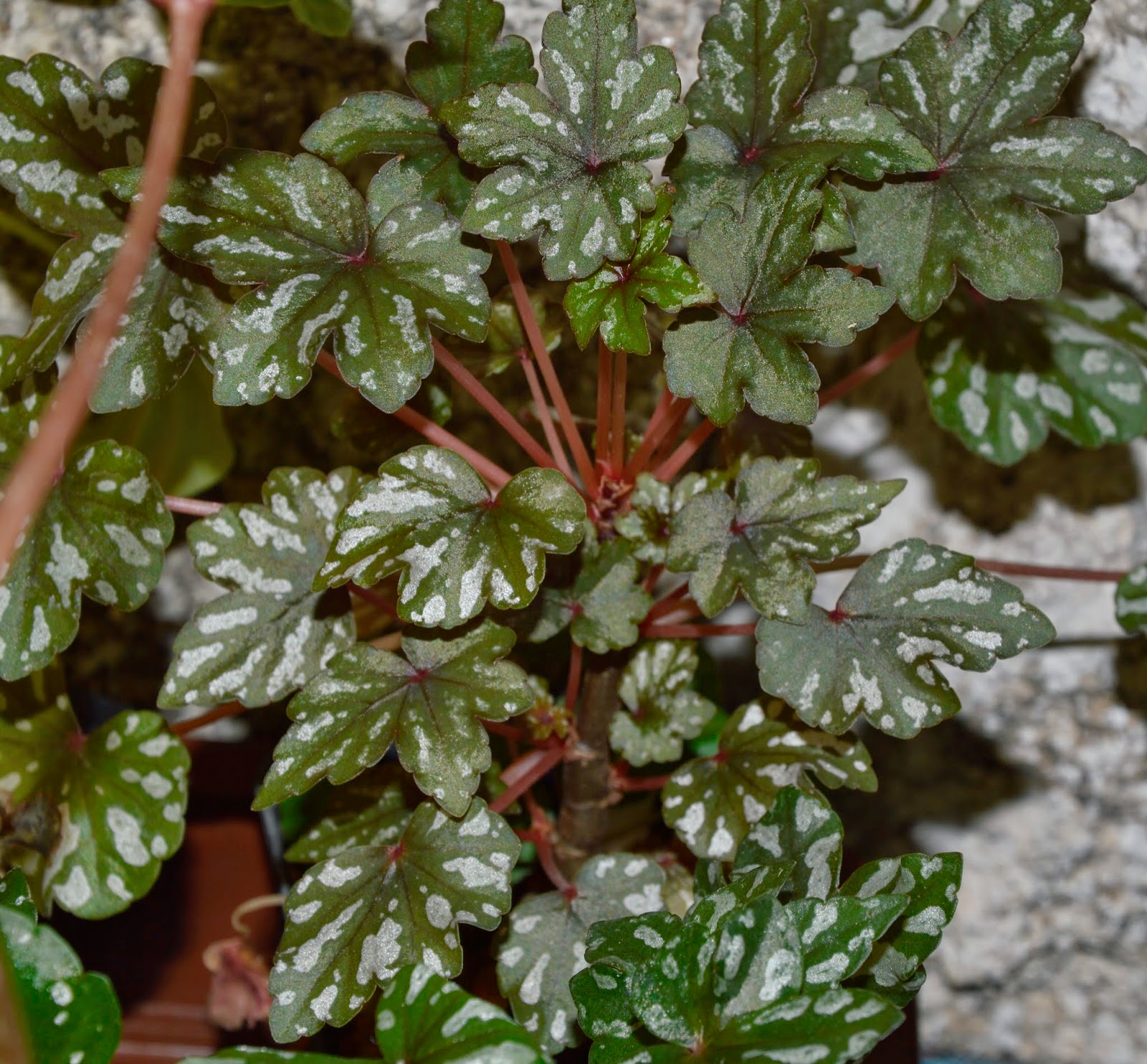 Botanische Raritäten Sammlung seltener Begonia species