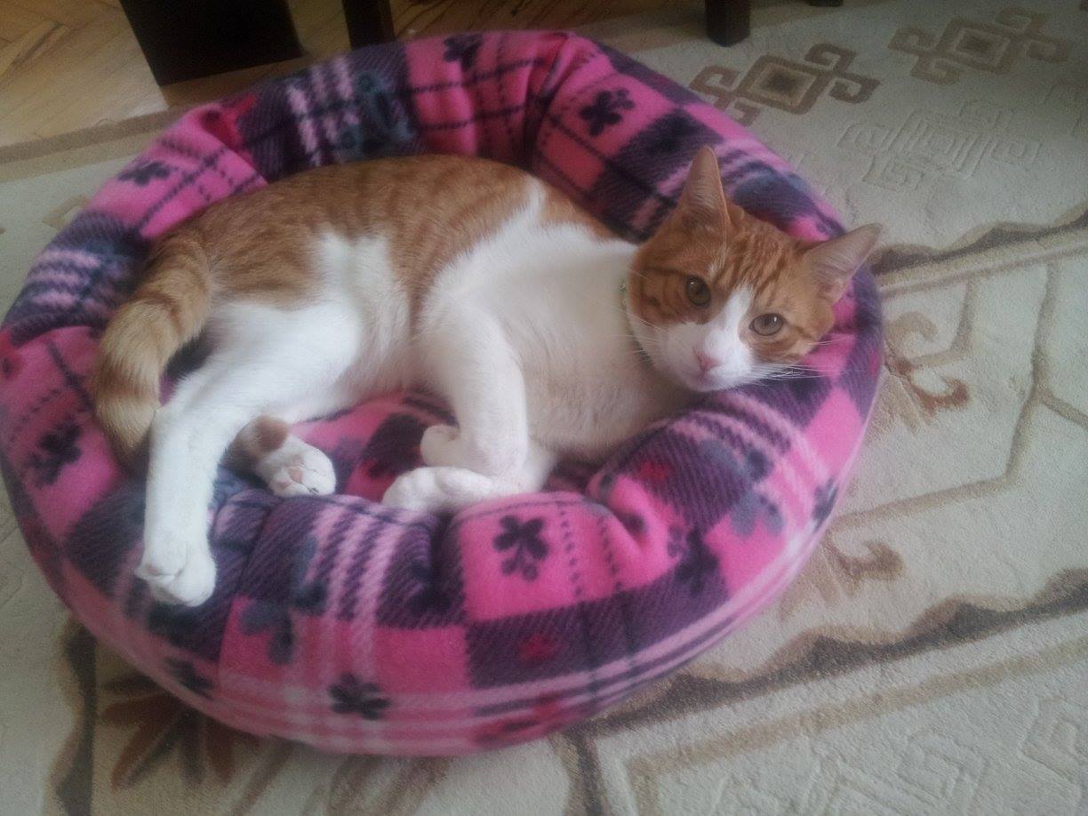S H E M E L L O N Biz artık kedi yatağı yapıyoruz )