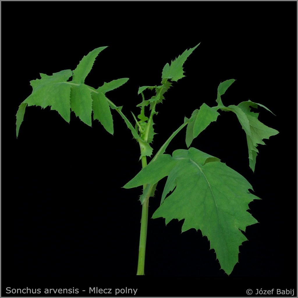 Sonchus arvensis young sprig - Mlecz polny młody przyrost