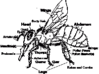 Bee Diagram Bee Diagram