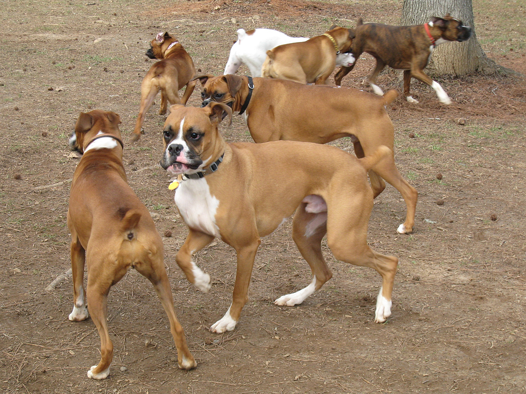 All Wallpapers Boxer Dog boxer dog pictures