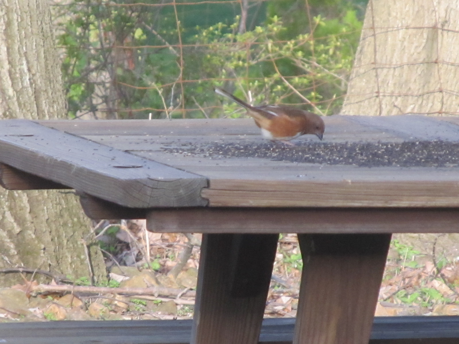 Nesting Ranch Birds photos in April and May with our new Deer Proof
