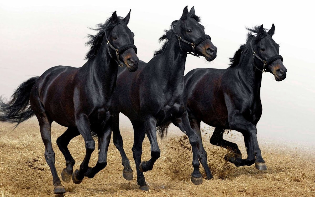 Running Black Horses