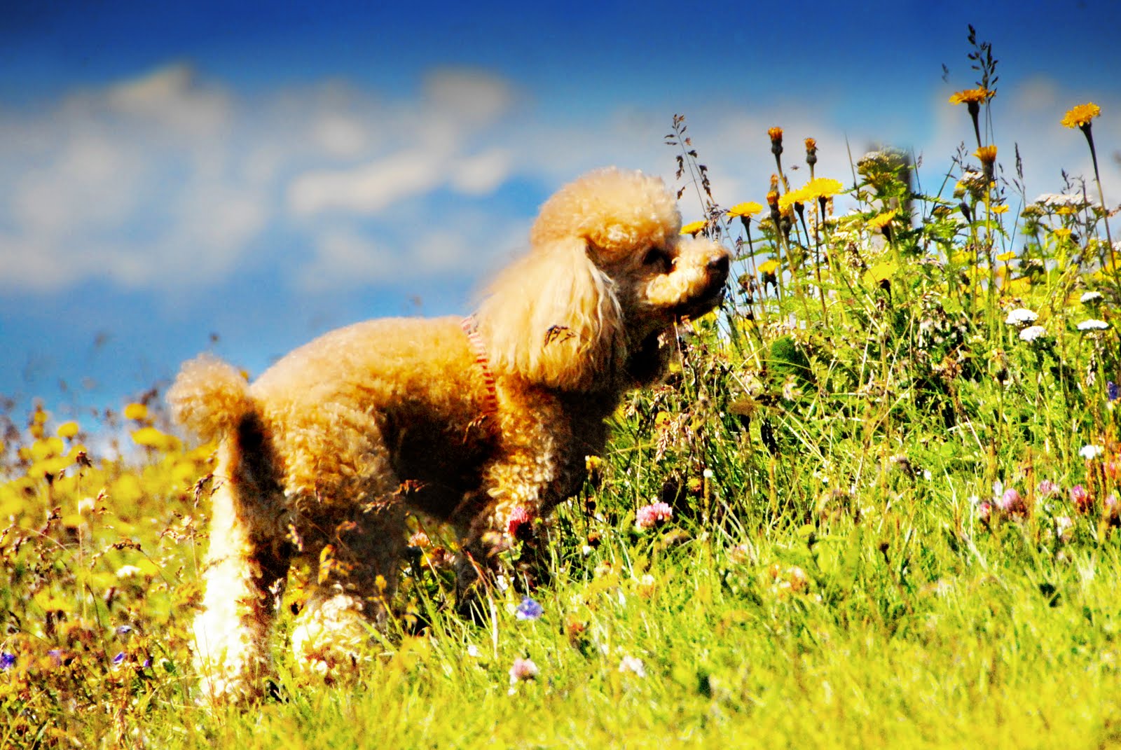 Urlaub mit Hund Januar 2011