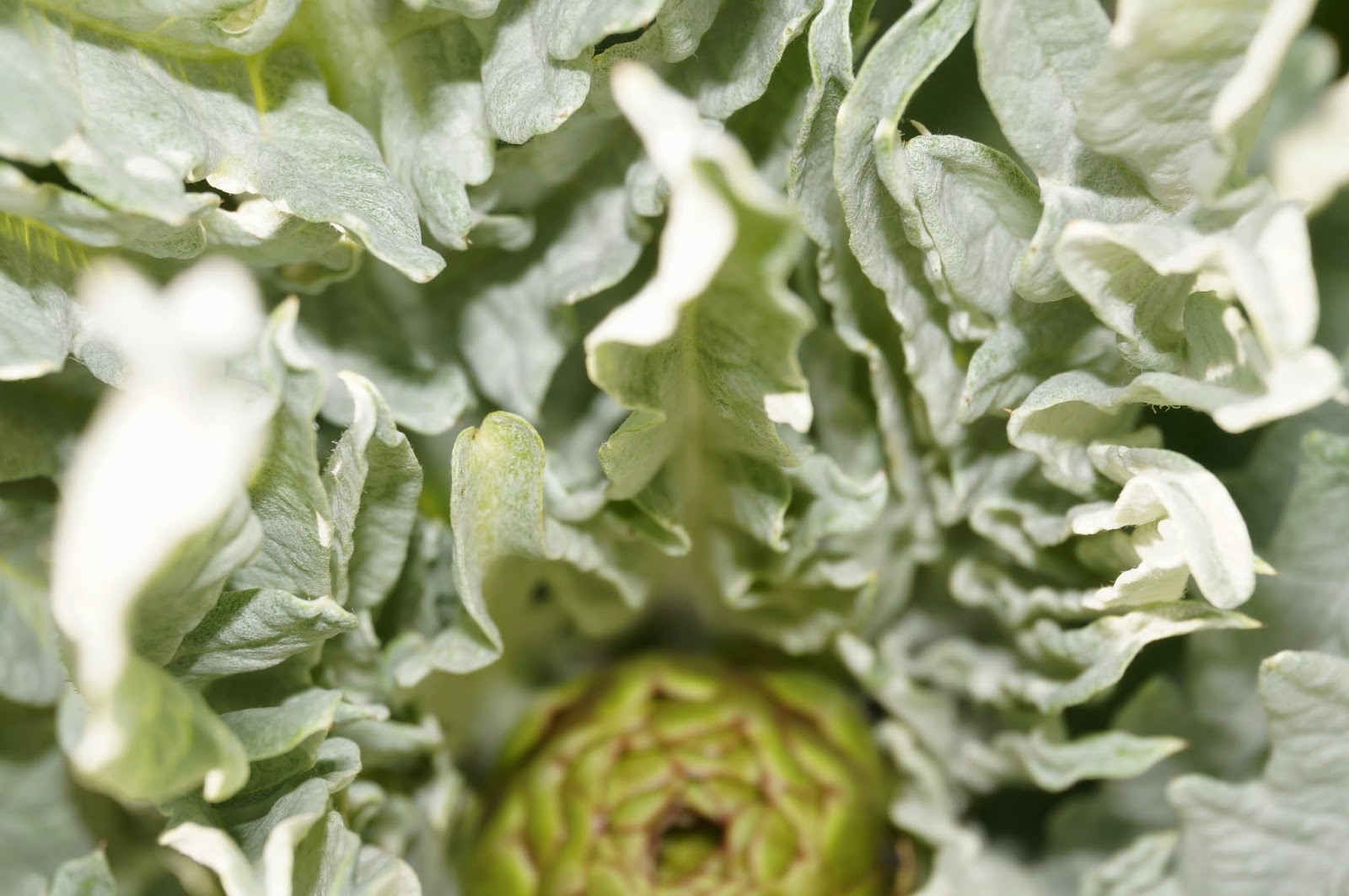 A baby artichoke A baby artichoke