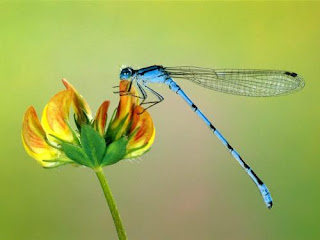 Dragonfly Wallpaper For Desktop