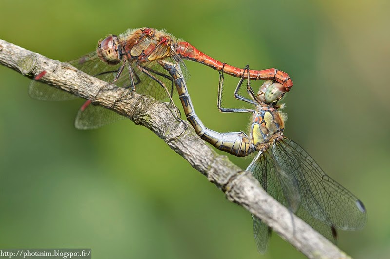 Coeur copulatoire sympetrum strié Coeur copulatoire sympetrum striolatum