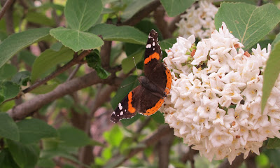 Red Admiral, Vanessa atalanta 1