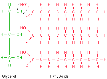 Catabolism of fatty acids and steroids