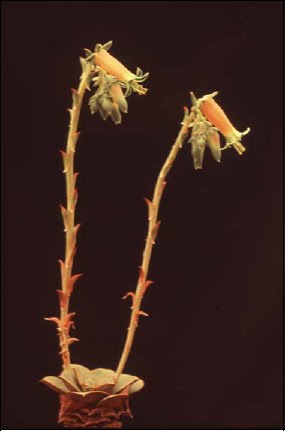 Echeveria longissima longissima
