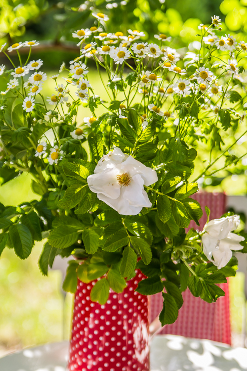 Amalie loves Denmark Kamille und hybenroser Amalie loves Denmark kamille und weiße Heckenrosen