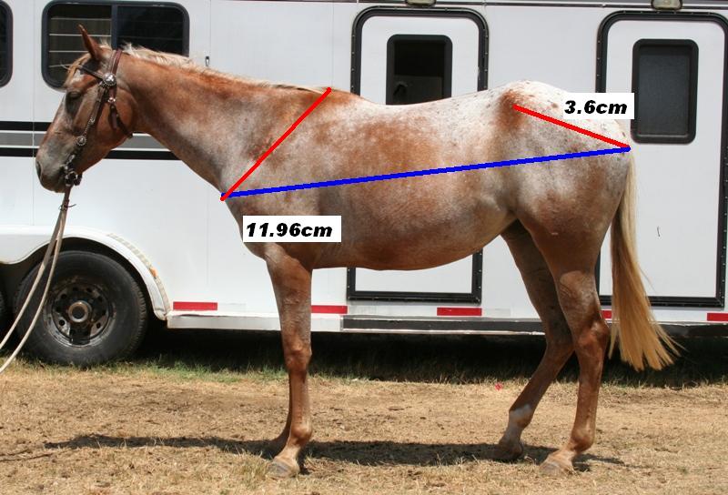 Drafts with Dots Conformation Clinic The Hip