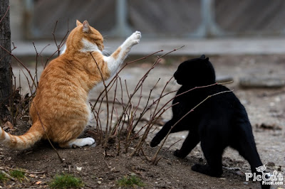 http://4.bp.blogspot.com/-zKlph6MaVgY/ThWHCV32YWI/AAAAAAAAM-A/iXxPO_y76gQ/s1600/Cats_Fighting.jpg