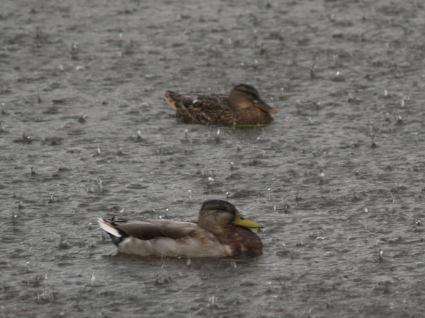 Picture of ducks in the rain on the canal, Leeds Ducks Rain Leeds Canal