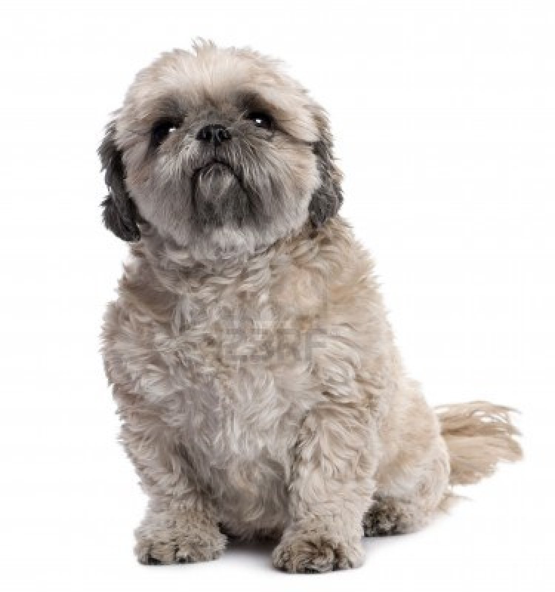 gray and white shih tzu black and white maltese shih tzu puppies brown newhairstylesformen2014 gray and white shih tzu black and white maltese shih tzu puppies brown newhairstylesformen2014