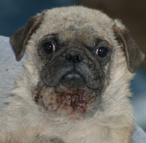 breathing problems in pugs follow the piper pugs breathing problems in pugs follow the piper pugs