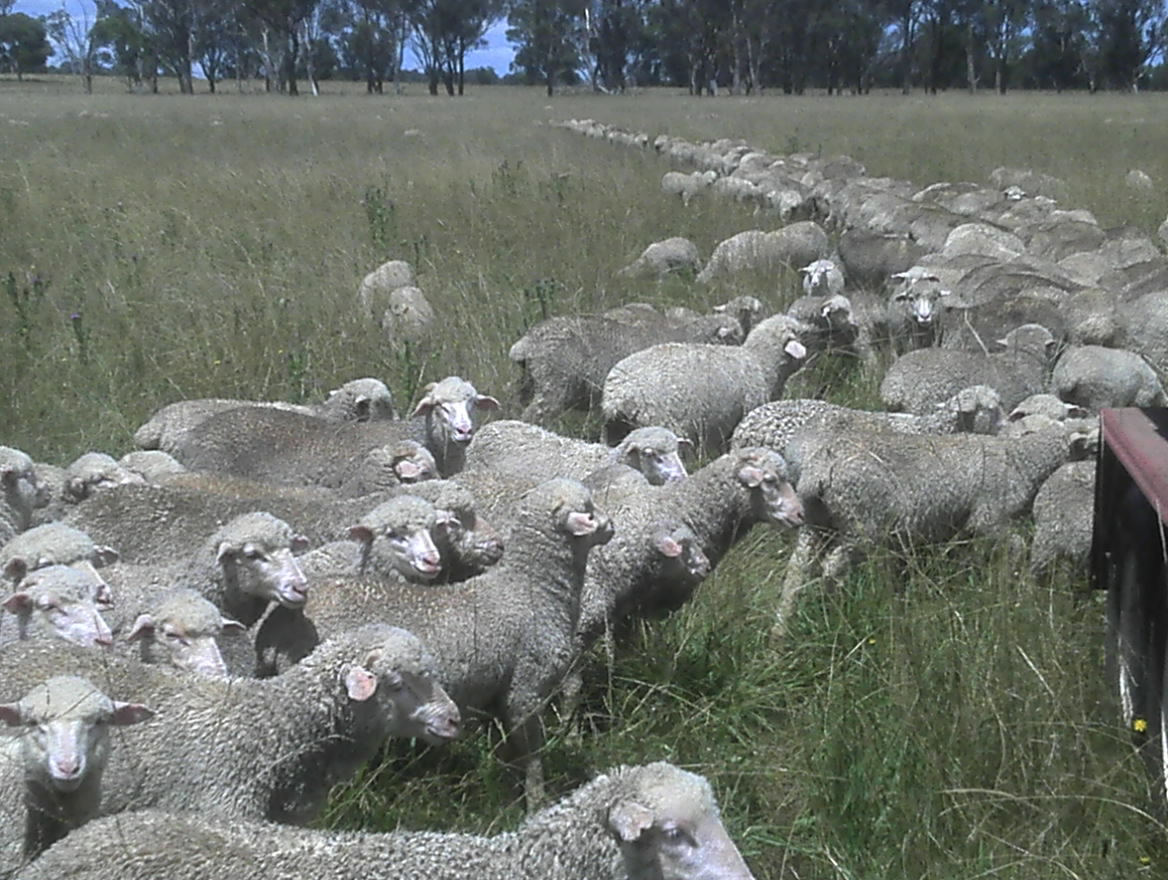 Stopping the lambs from dying / Heal With Ease