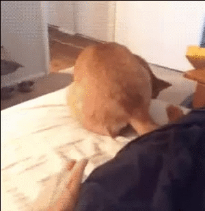 animal gif, dog acts like a cat
