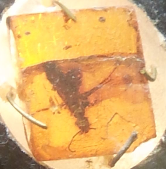 Янтарь в Палеонтлогическом музее