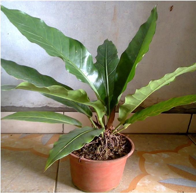 table plant anthorium table plant anthorium