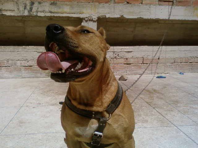 Maître-chien Marrakech: Acheter, Vendre et dresser son Maître-chien Marrakech: Acheter, Vendre et dresser son