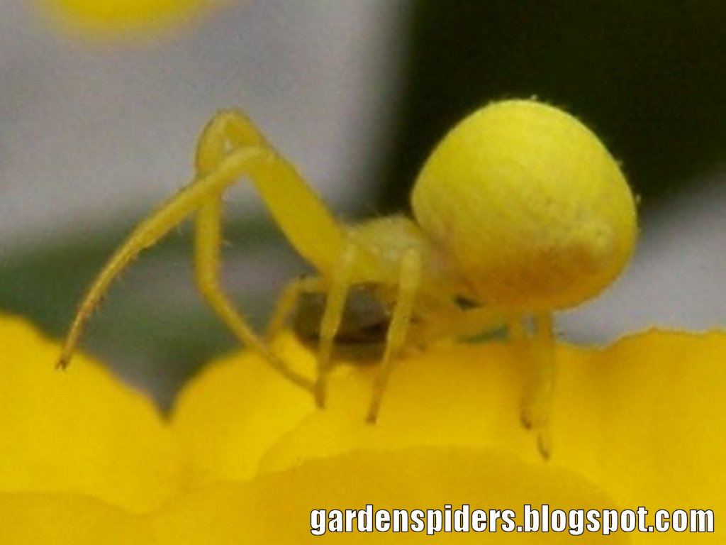Spiders in the Garden Bright Yellow Crab Spider