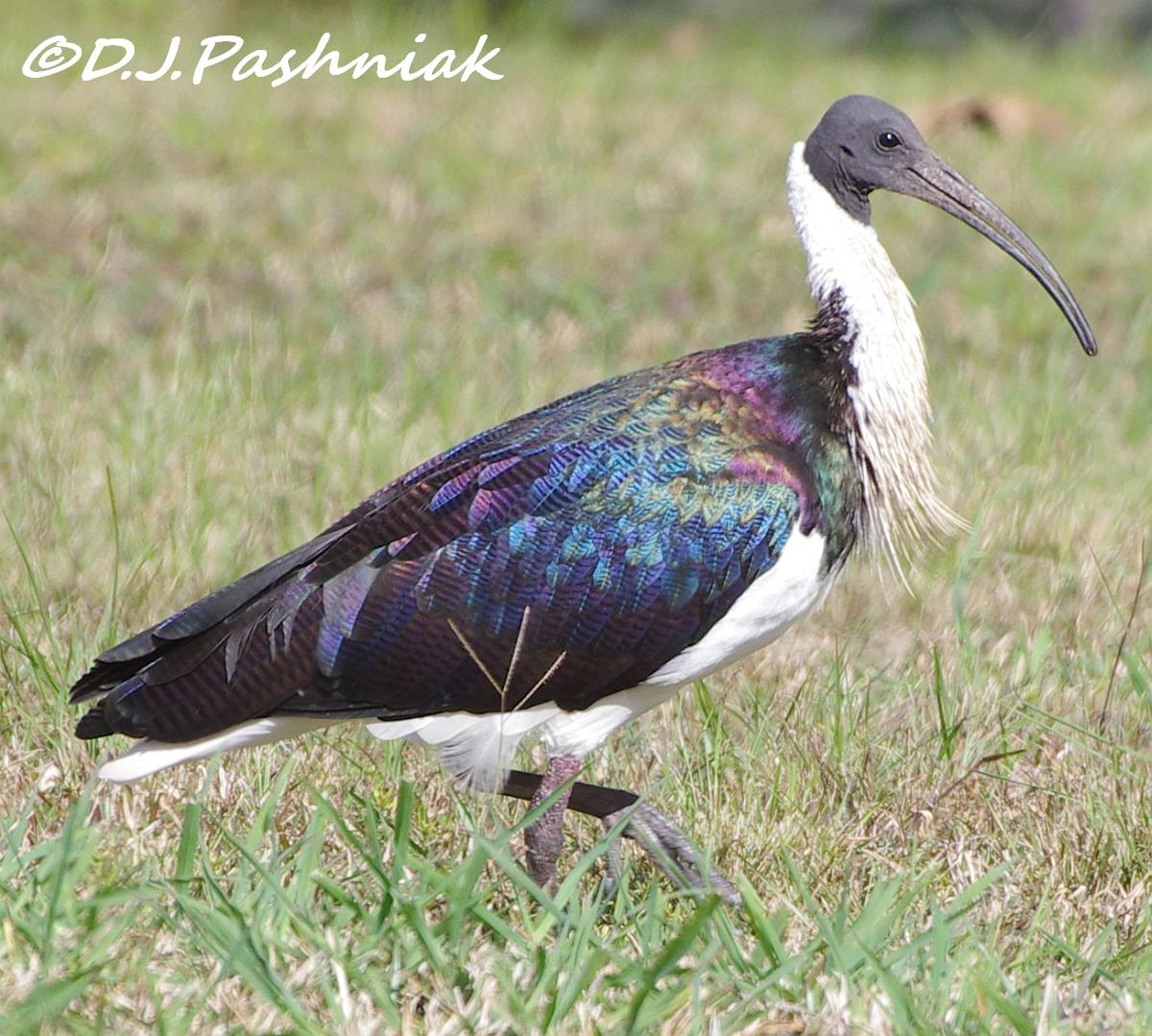 Sandy Straits and Beyond Ibis