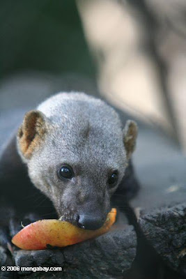 نقره لعرض الصورة في صفحة مستقلة