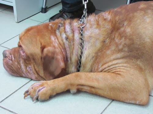 atopic dermatitis dogs november 2013 veterinary atopic dermatitis dogs november 2013 veterinary
