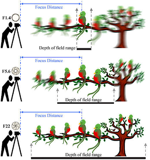 Depth of field definition Risphotograph