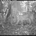 Is the cougar endangered?