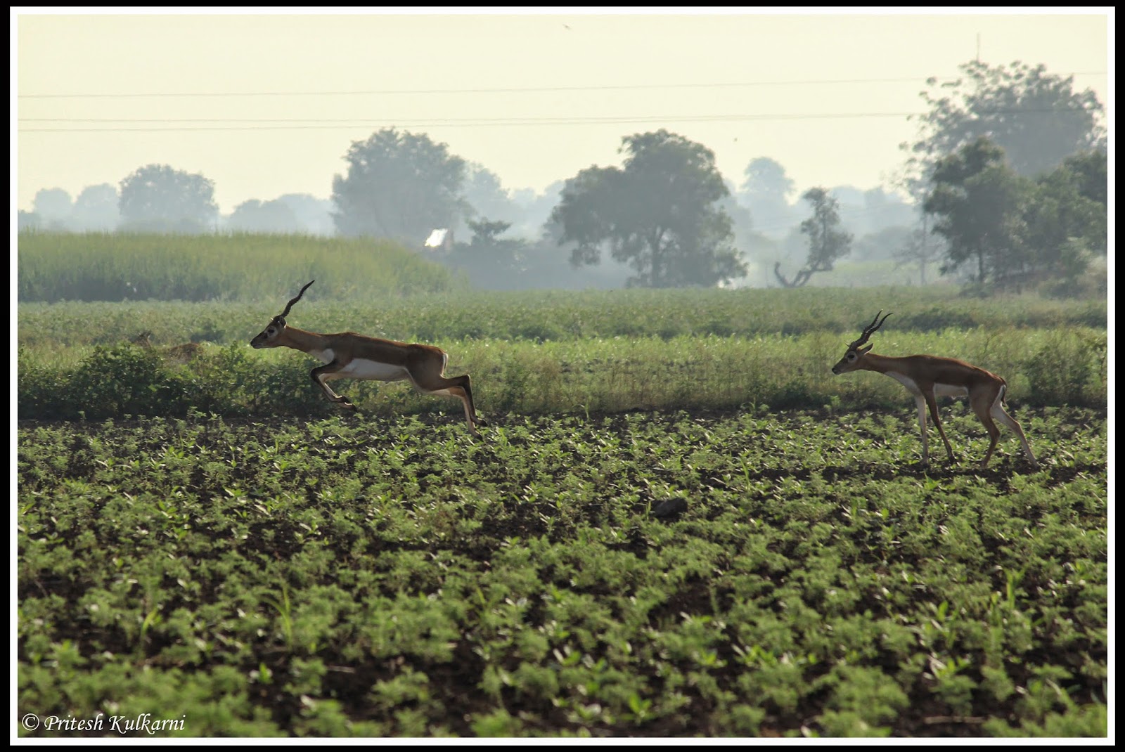 Blackbuck in action Blackbuck in action