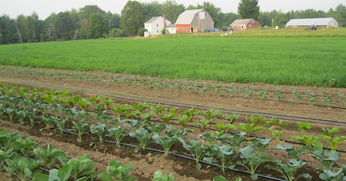 black kettle farm The Farm