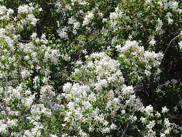 Wild Thorn Bush With White Flowers