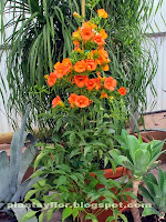 Campsis grandiflora