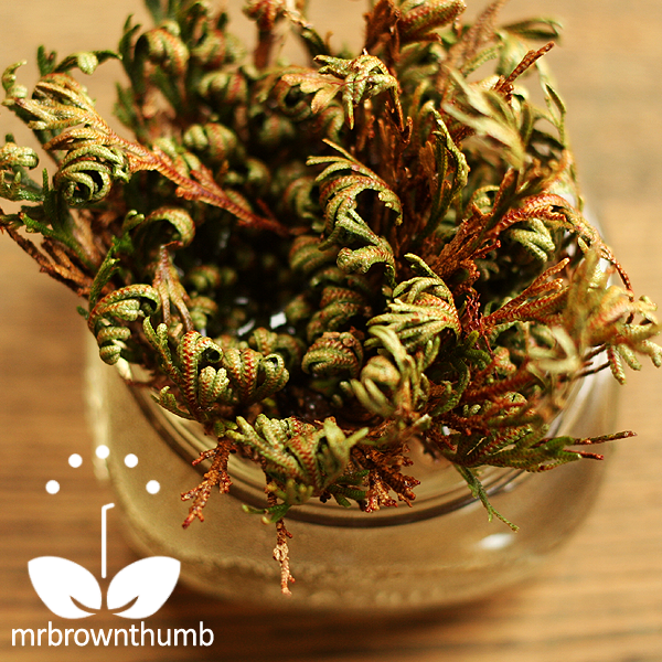 MrBrownThumb Resurrection Plant Rose of Jericho