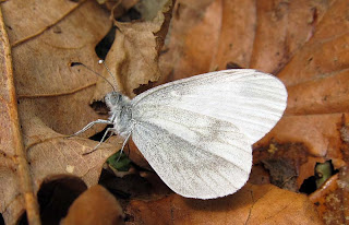 birdernaturalist.blogs... birdernaturalist.blogs...