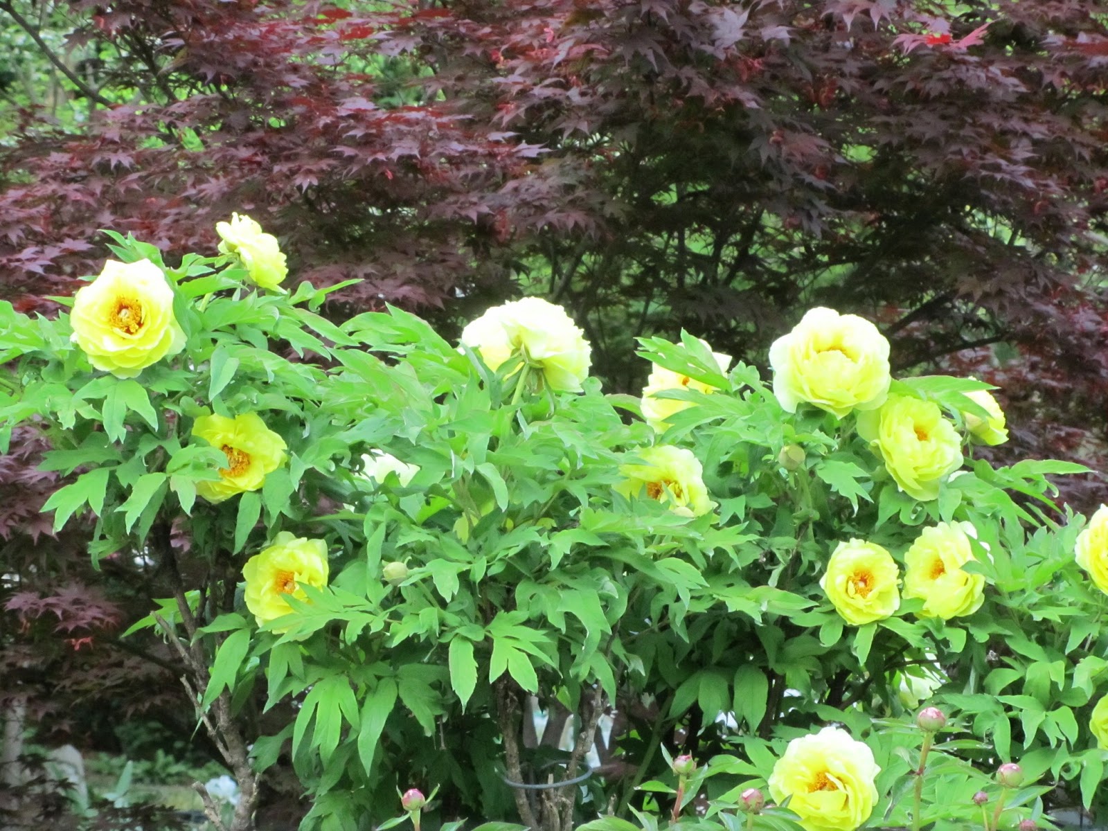 Southern Peony 2013 Beautiful Yellow Tree Peony