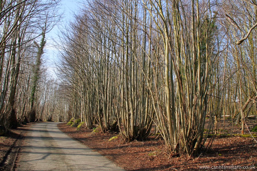 Willowbrook Park Coppicing...