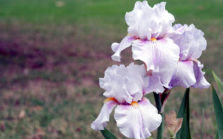 Iris blanco y rosas