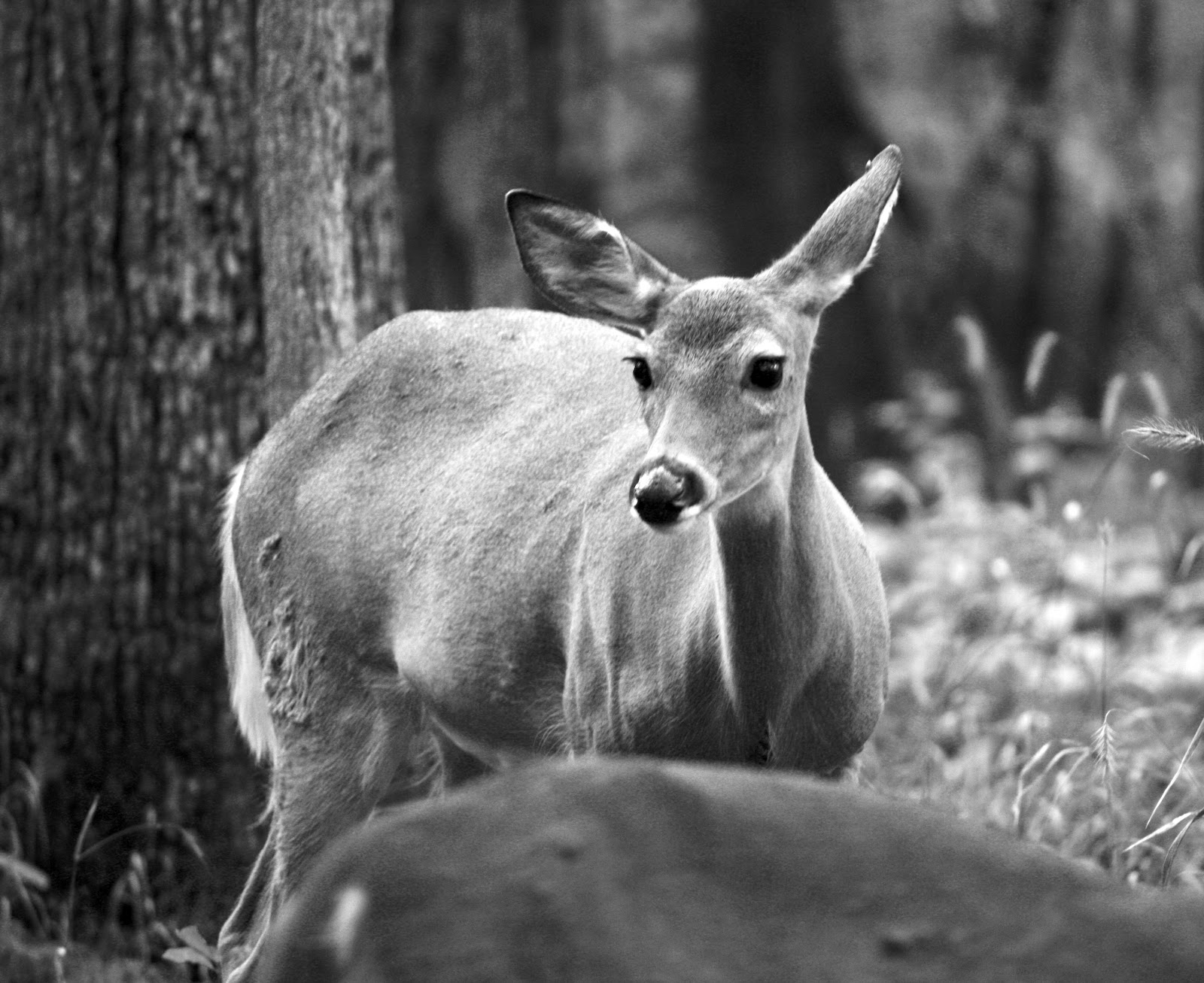 Black and White Deer Jr