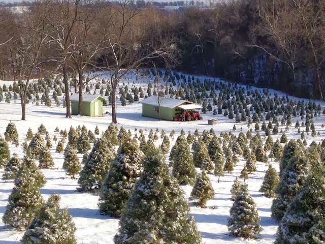 ozark valley christmas tree farm ozarkology snow valley christmas tree farm