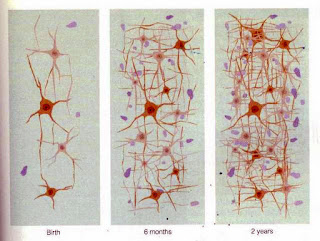 Brain Insights - Early Brain Development http://braininsights.blogspot.com/