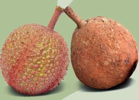 Durian Gondol, Spesis Buah Tanpa Duri Durian Gondol