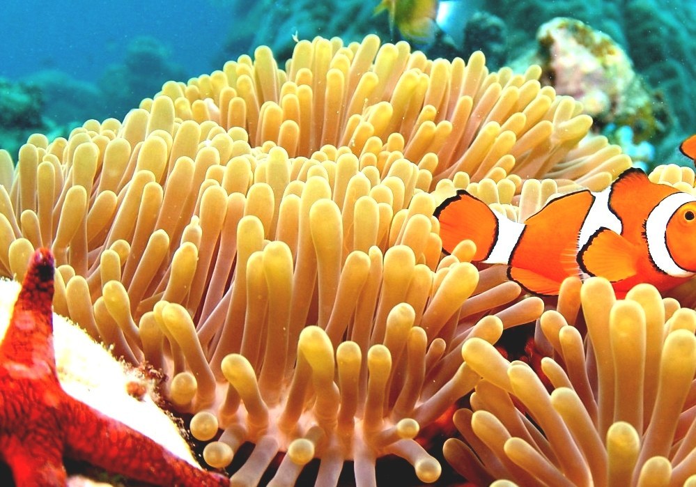 List Of Marine Aquarium Fish Species Orange Names