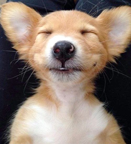 puppy sleeping; puppy smiling