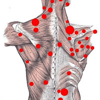 photo courtesy of Anatomy In Motion