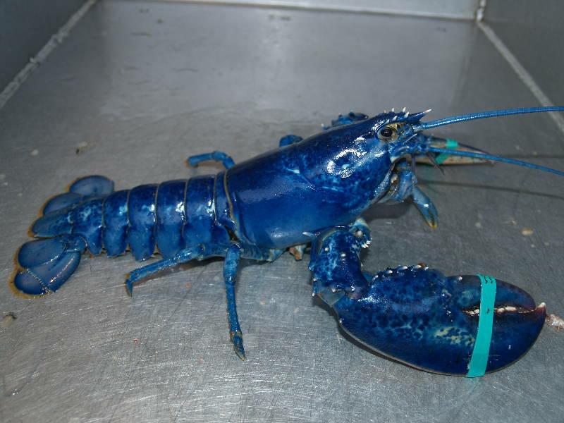 Electric-Blue-Crayfish-02.jpg