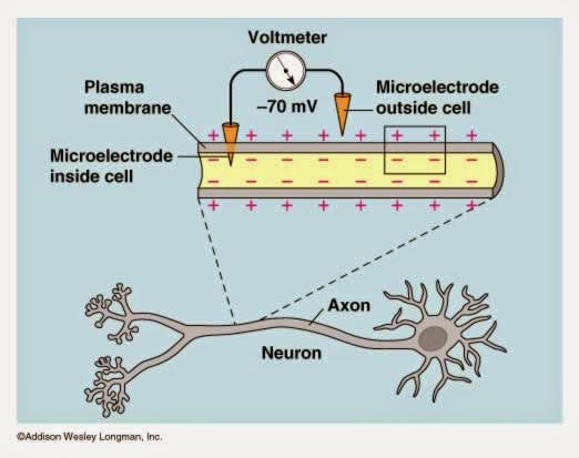 resting potential of a neuron