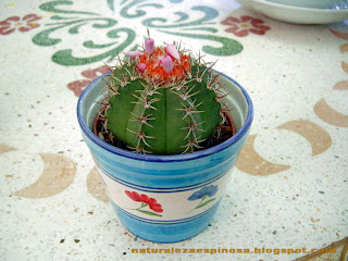 Melocactus matanzanus